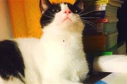 娱乐吃瓜酱猫妈妈视频,萌宠视频带你笑翻天